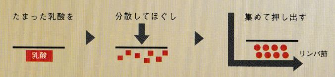 吸収と排泄のバランス